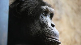 Un científico sostiene que hace 100 años nació el primer cruce entre humano y chimpancé en un laboratorio de EE.UU<em></em>